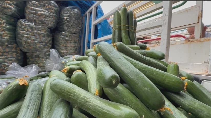 کشتوکاڵی دهۆک: لیژنەیەکمان پێکهێنا و دەستمان بەسەر خەیارە هاوردەکراوەکاندا گرت