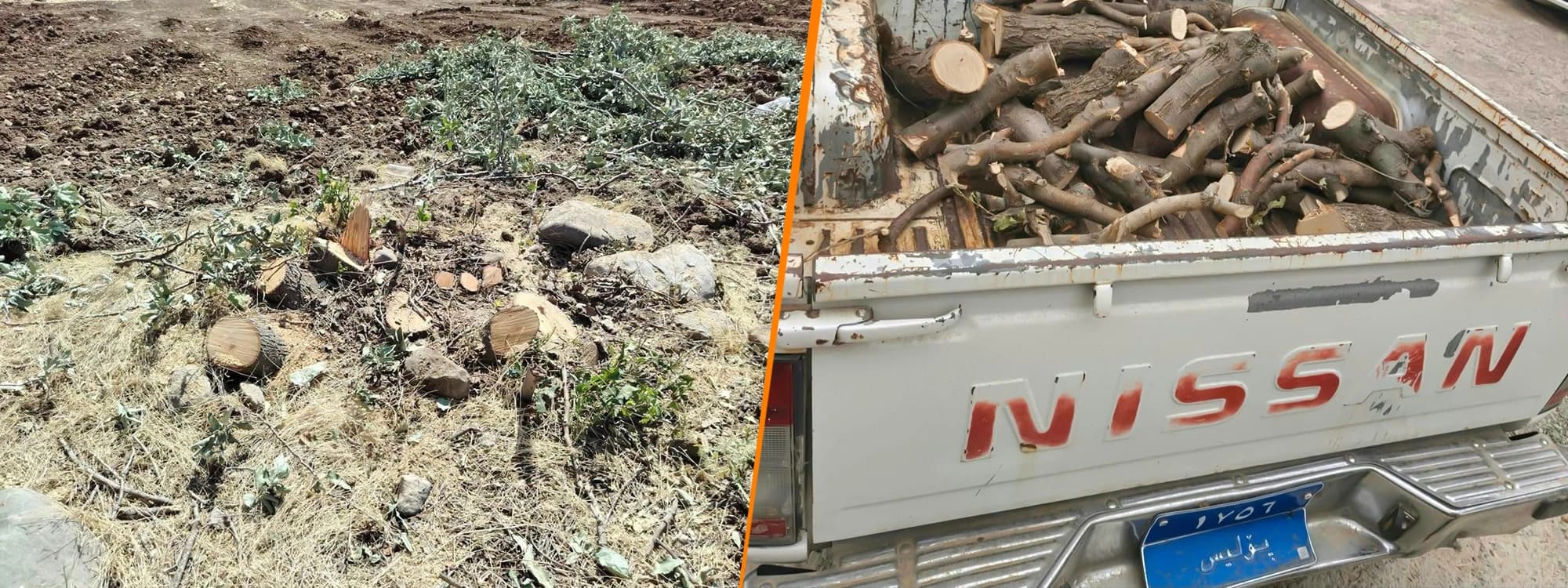 Trees cut down in Sulaimani province. Photo: Sulaimani Forest and Environmental Police Directorate.