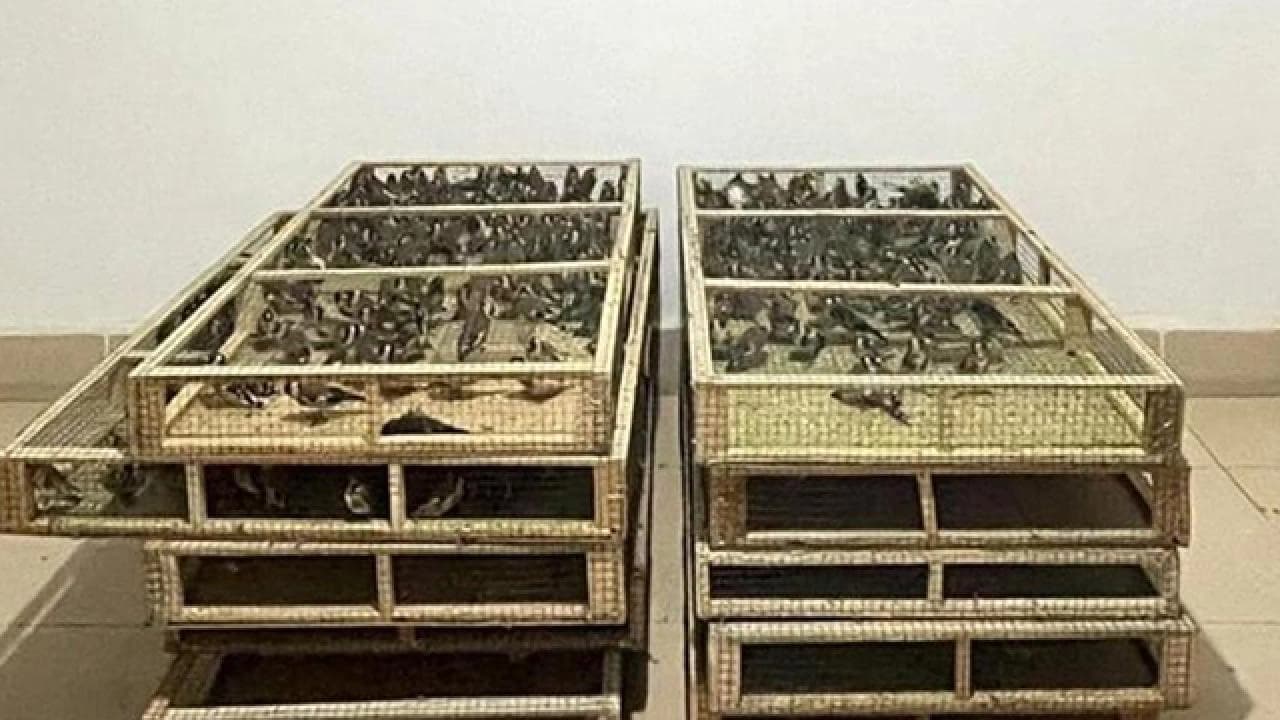 Yasa dışı saka kuşu üretimine rekor ceza: 1 milyon 410 bin lira!