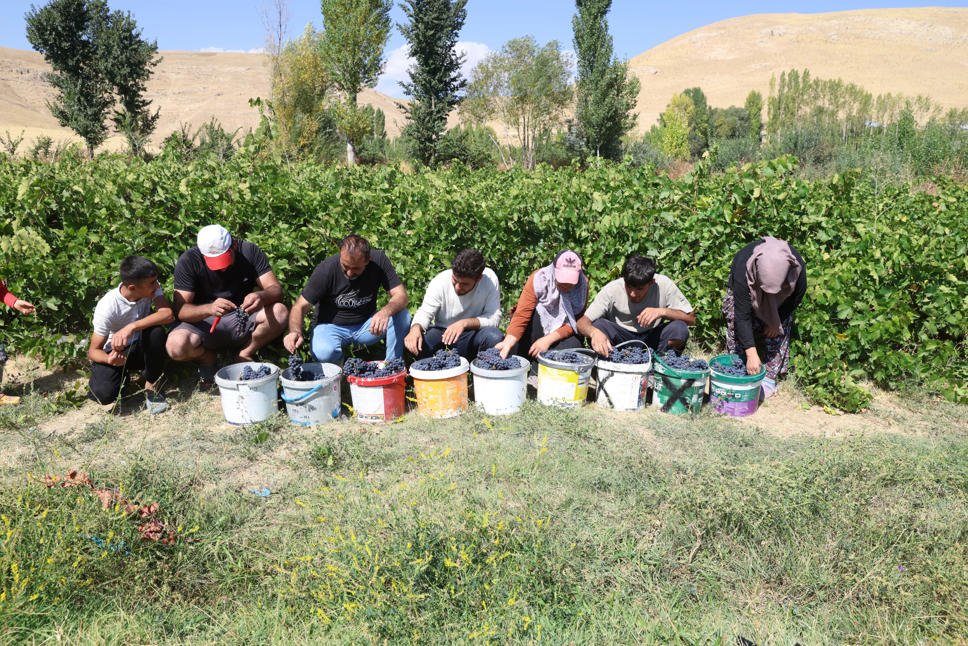 Li Erdîşê dema berhevkirina tirî ye