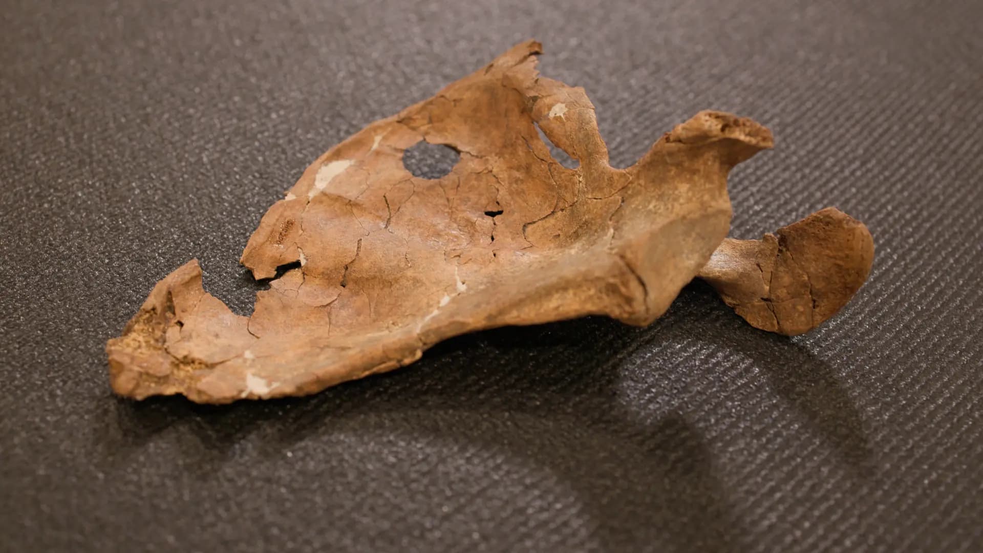 Li Şanederê sira 75 hezar salî eşkere bû: Neandertalek bi rimê hatiye kuştin