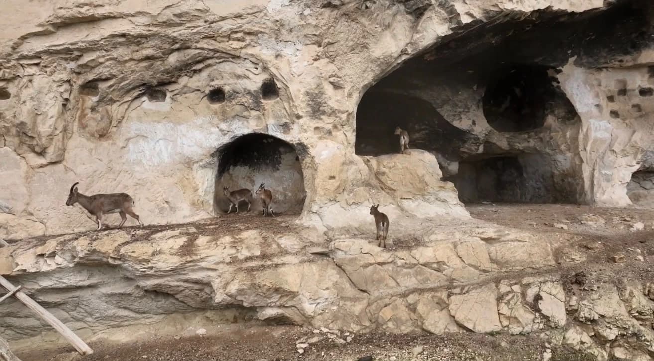 Li Dêrsimê dîmenên bedew: Pezkovî û karikên xwe bûn mêvanên şikeftên dîrokî
