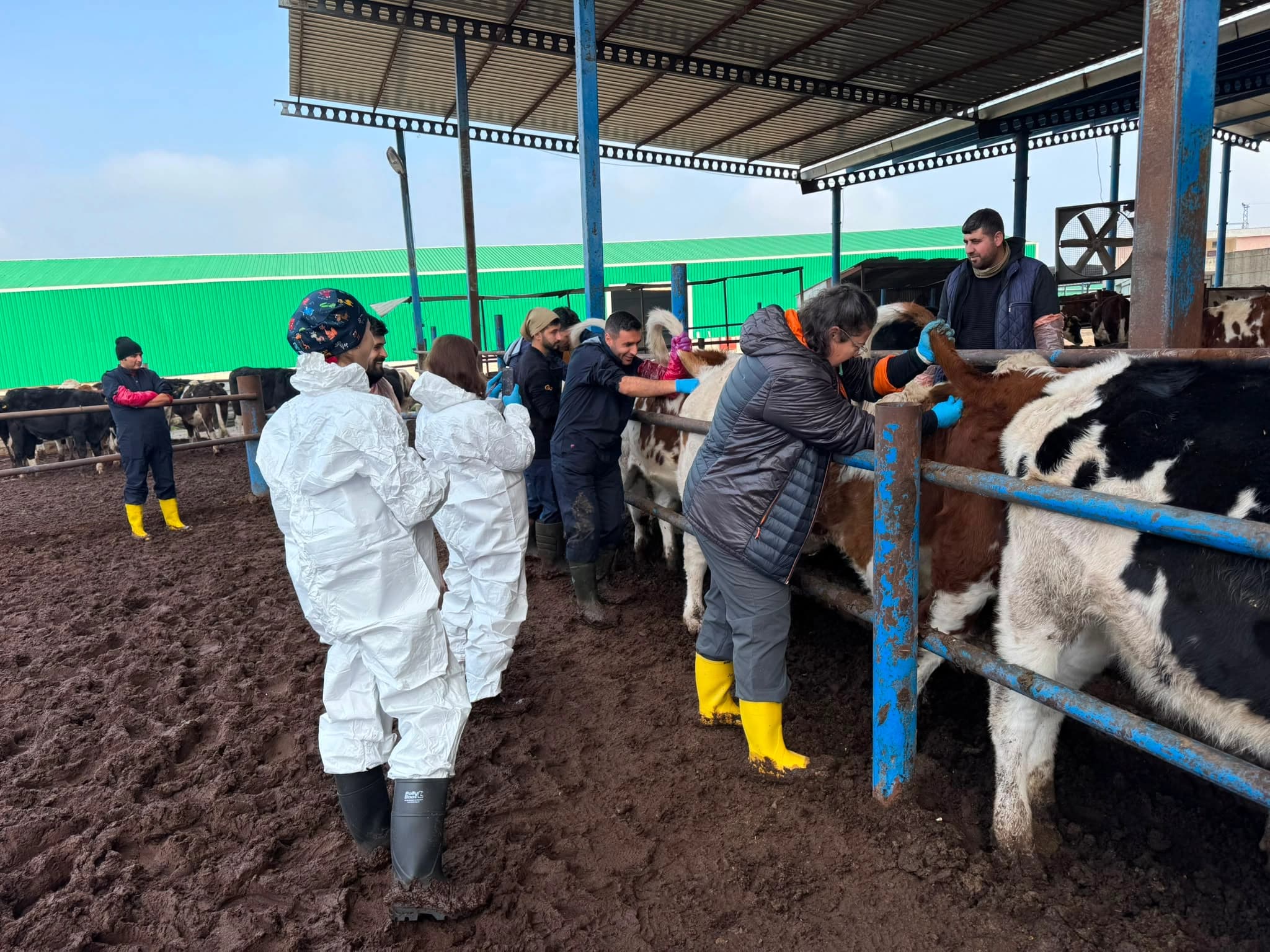 DİYARBAKIR - Dicle Üniversitesi’nden suni tohumlamada başarı: Buzağıların tamamı dişi doğdu