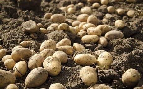Kurdistan Region produces twice the volume of potatoes needed for domestic consumption. Photo: Rudaw