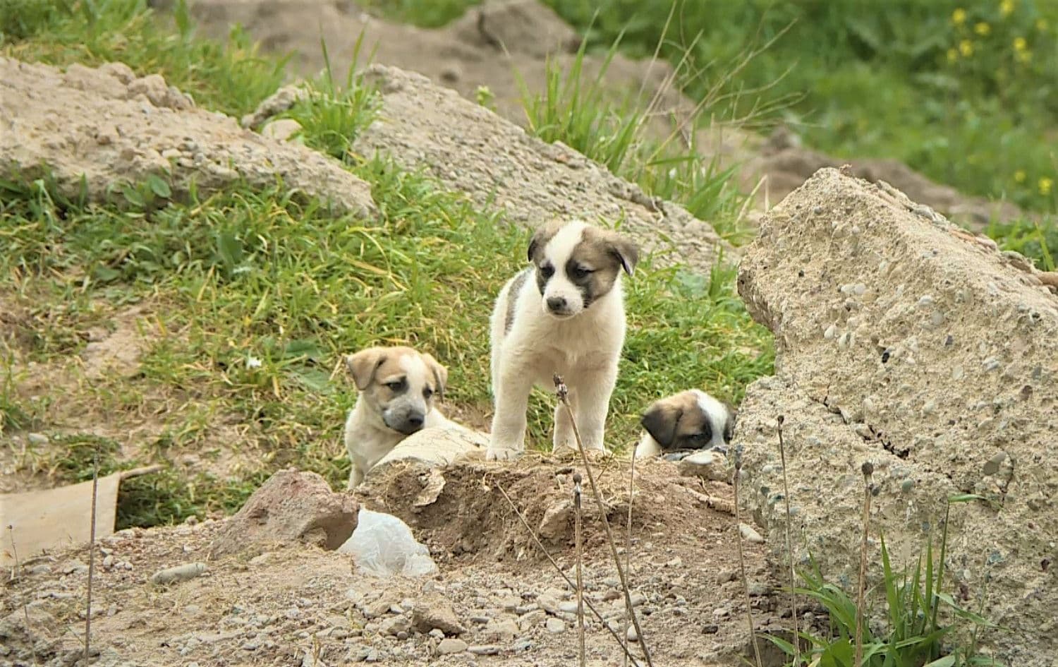 Stray puppies seen in Sulaimani on April 1, 2021. Photo: Rudaw