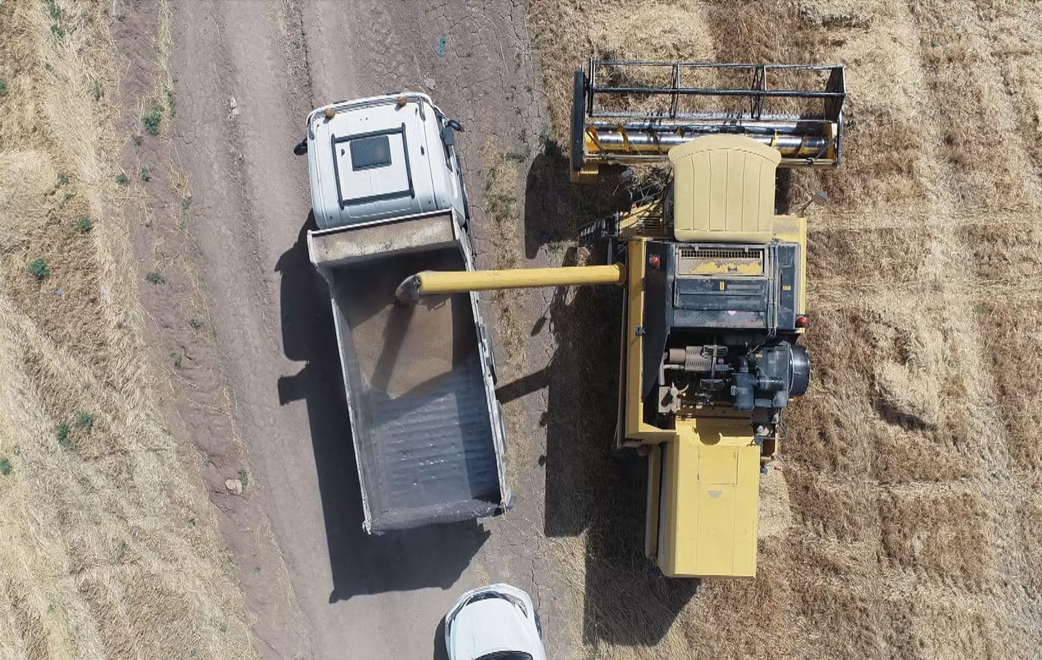 Harvesting wheat in Erbil's Harir subdistrict. June 2021. Photo: Rudaw.