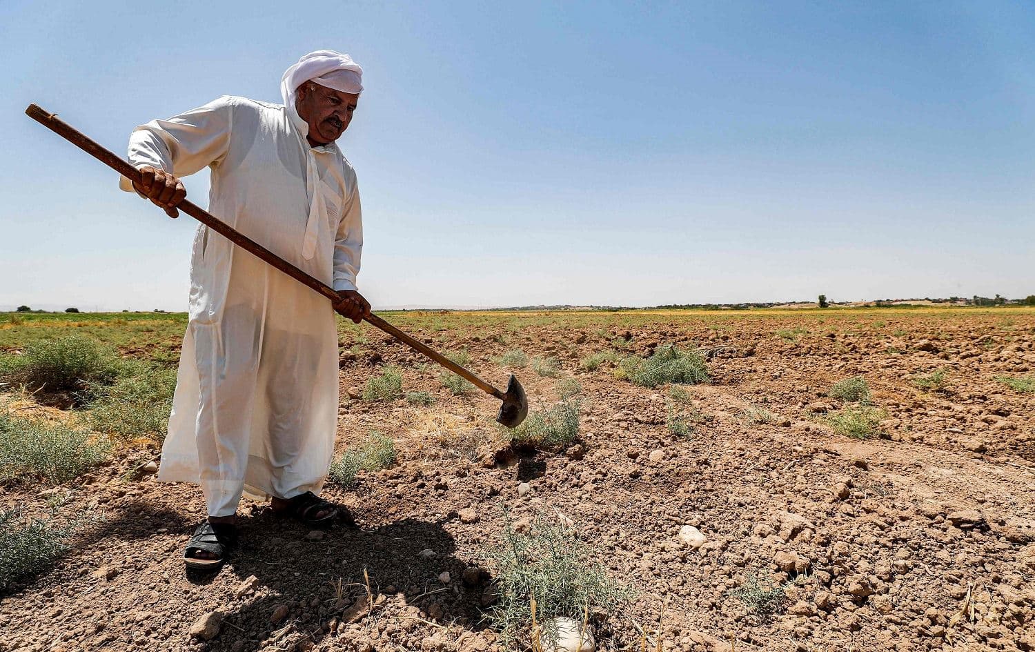 A farmer digs with a shovel in a field on his farm in the Khanaqin area on June 24, 2021. Photo: Ahmad al-Rubaye/AFP
