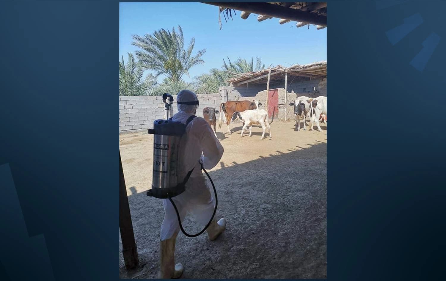 Iraqi Ministry of Agriculture spraying livestock with anti-tick spray to prevent further spread of Crimean-Congo haemorrhagic fever on July 18, 2021. Photo: Iraqi Ministry of Agriculture. Graphic: Rudaw