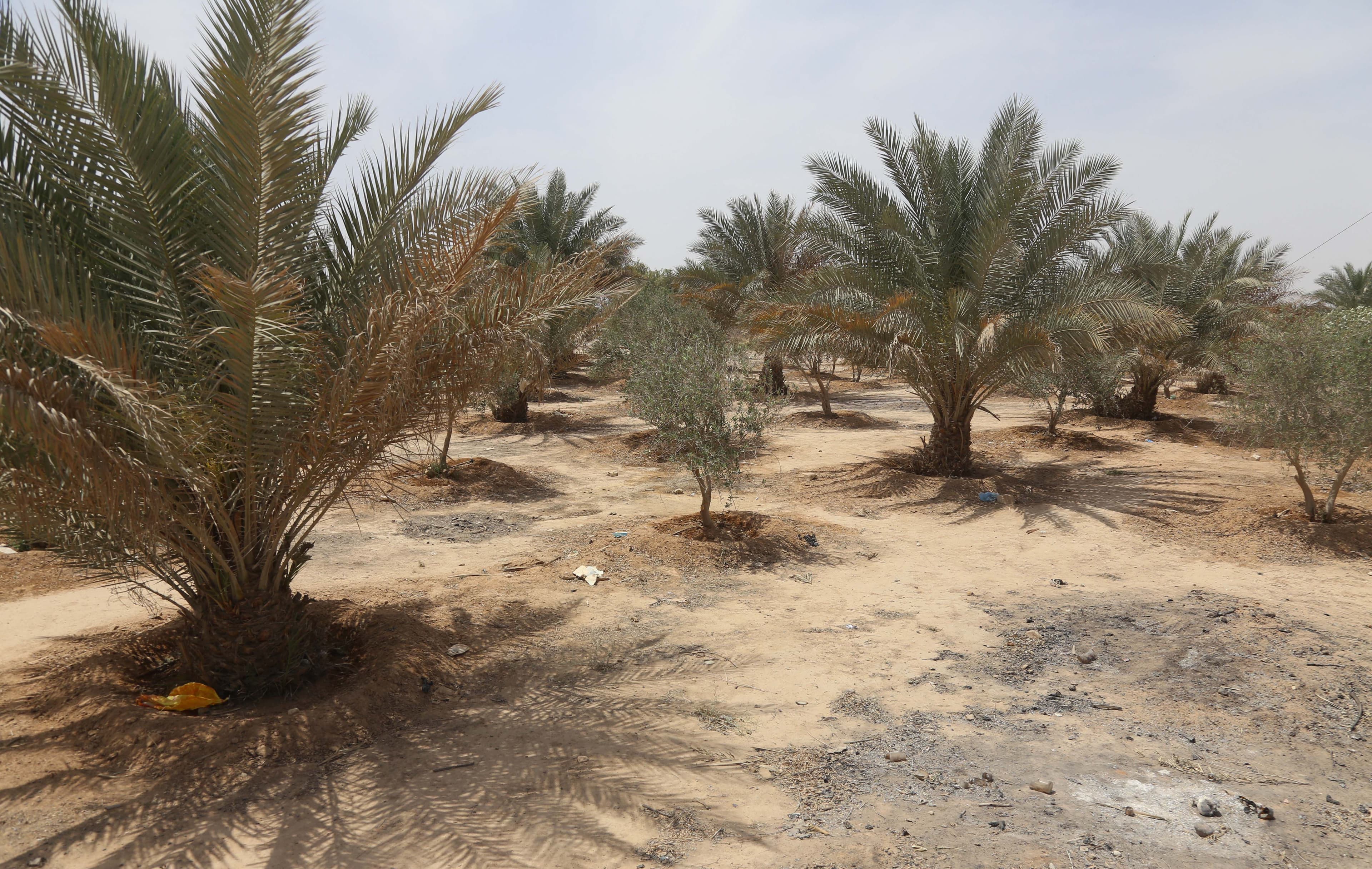 A picture shows a view of a palm and olive grove in the "green belt" area of Iraq's central city of Karbala, on April 18, 2022. Photo: Mohammed Sawaf/AFP