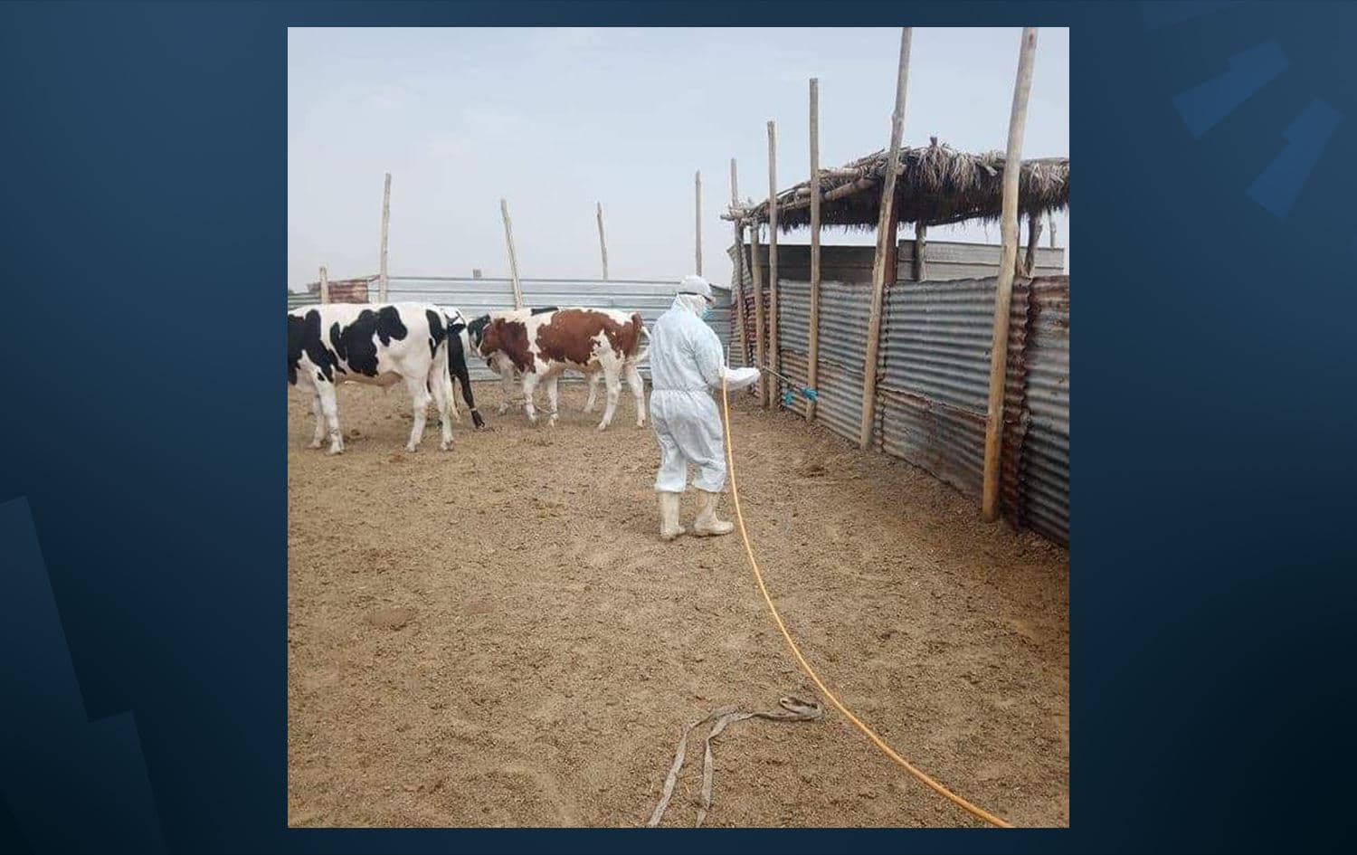 Veterinary staff spraying livestock with anti-tick spray in Iraq. Photo: Iraq's Ministry of Agriculture