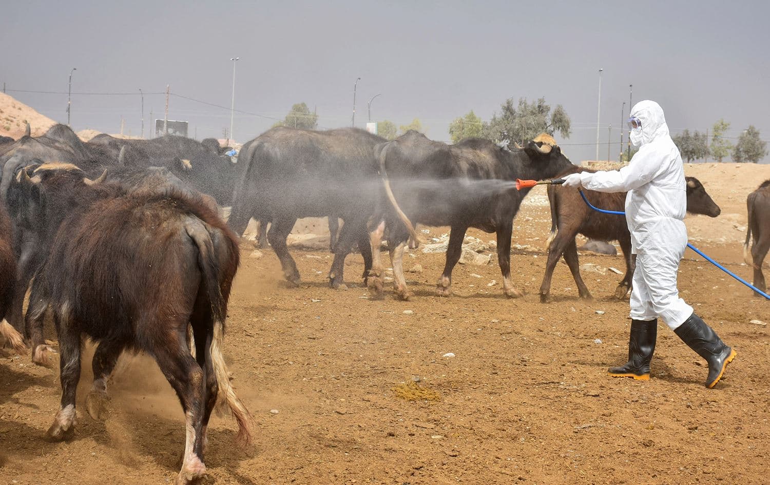 A member of a veterinary team sprays a farm's cattle and enclosures with disinfectant in Iraq's northern city of Kirkuk, on May 7, 2022. Photo: Shwan Nawzad/Rudaw