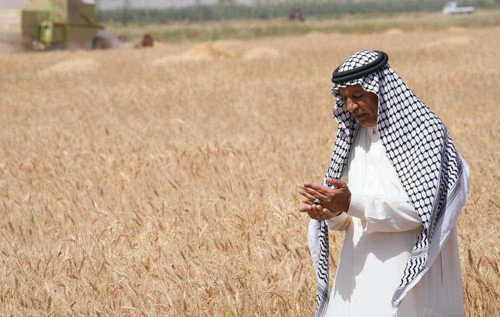 Farmer Salah Chelab standing in his field in Yousifiyah, Iraq, on May 24, 2022. Photo: Hadi Mizban/AP