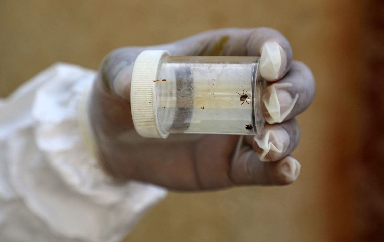 A health worker in Iraq's southern Dhi Qar province, holds a vial containing ticks that cause the Crimean-Congo haemorrhagic illness, on May 25, 2022. Photo: Asaad Niazi/AFP