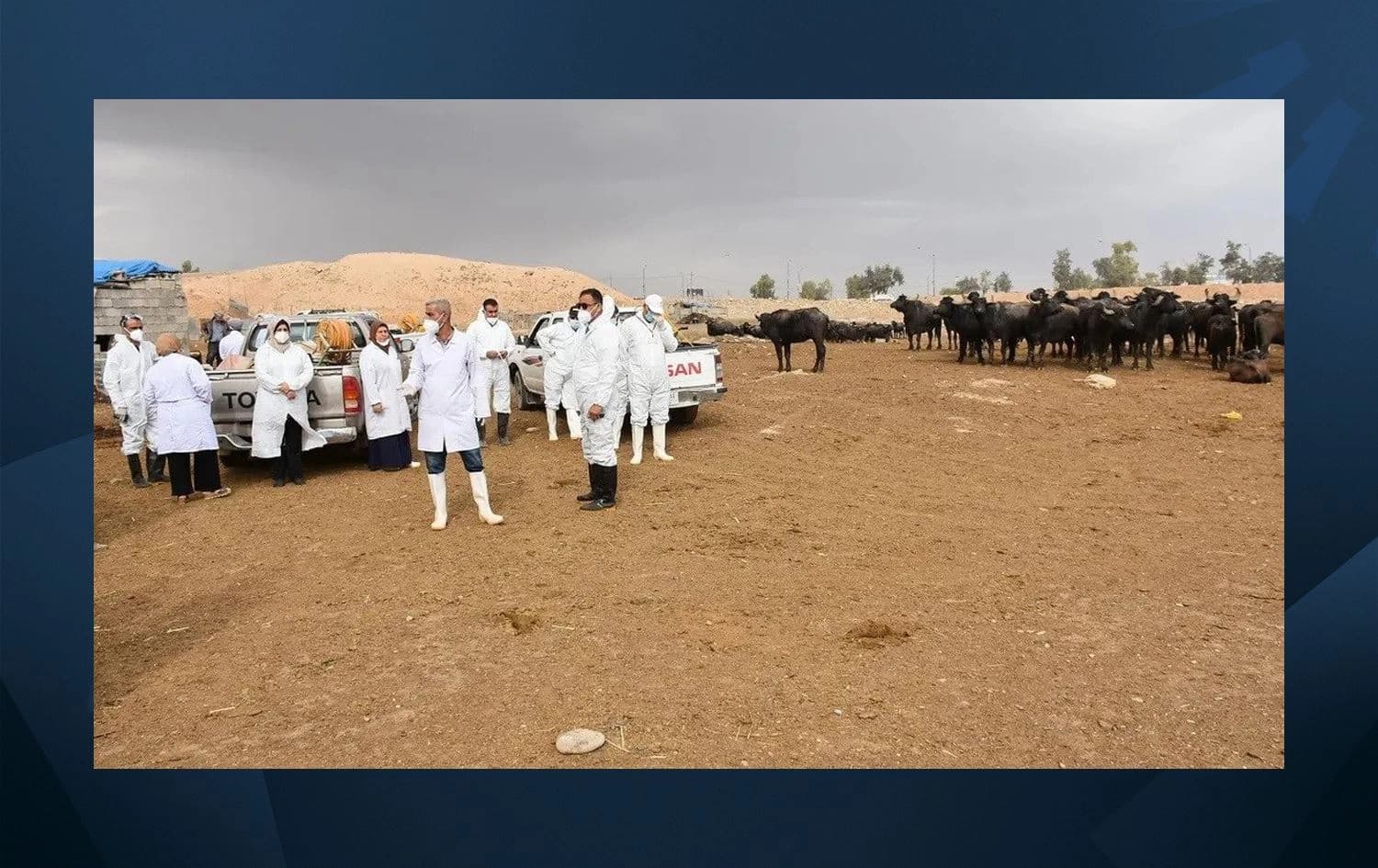 Members of a veterinary team prepare to spray cattle with disinfectant in Kirkuk on May 7, 2022. File photo: AFP