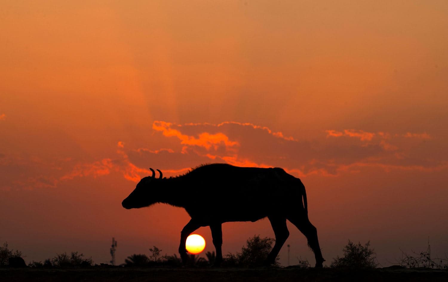 A buffalo is pictured at sunset on the banks of the Shat al-Arab river in the southern city of Basra, 550kms south of Baghdad, on November 26, 2022. Photo: Hussein Faleh/AFP