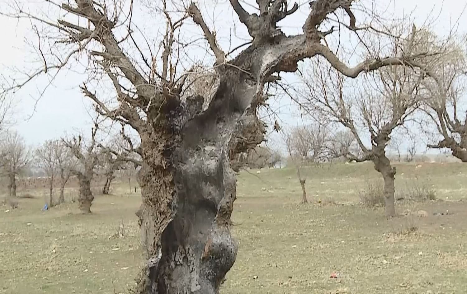 A burned down 200-year-old oak tree in Duhok on March 14, 2023. Photo: Rudaw/Screengrab