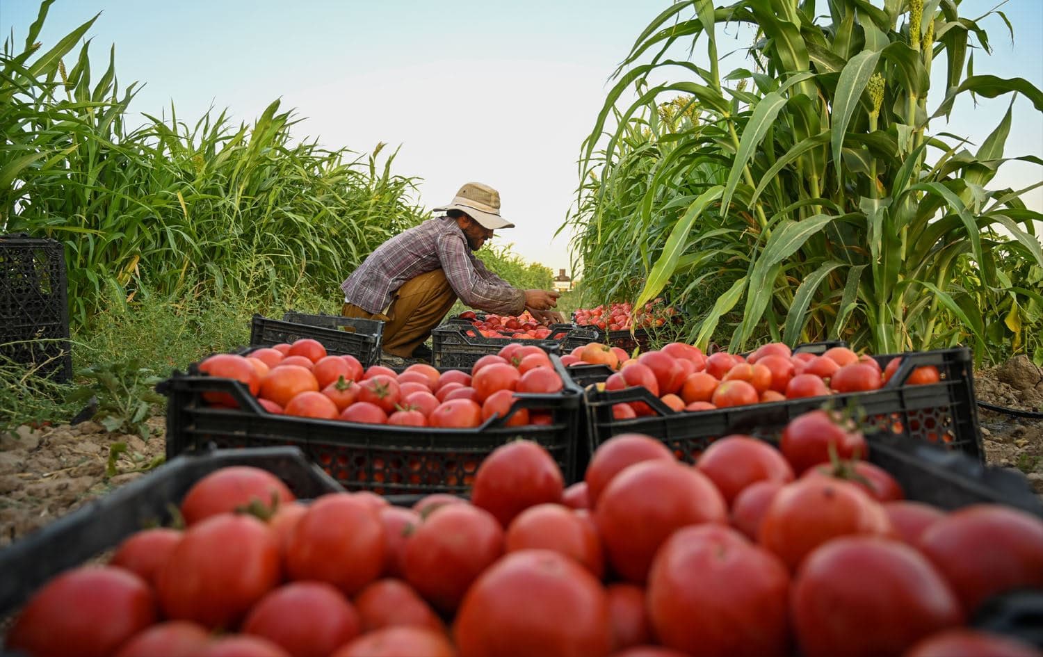 A farmer in Erbil with his newly harvested tomatoes. Photo: Bilind T. Abdullah/Rudaw