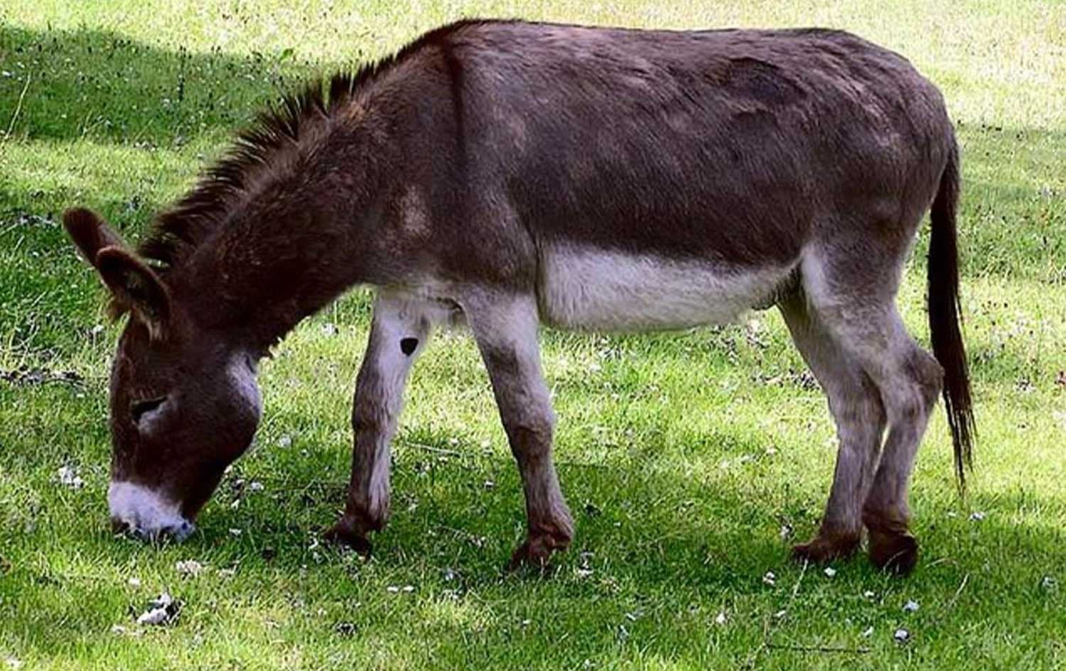 وێنەی گوێدرێژێک بۆ روونکردنەوەی هەواڵەکە.