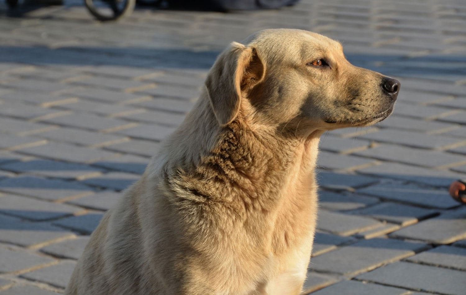 Bir sokak köpeği / Sosyal medya