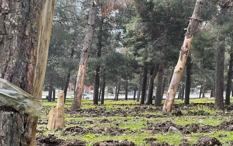 وێنەیەکی ئەرشیڤیی ساڵی رابردوو دارستانەکە، کە تێیدا هەندێک دار دەکەون کە وشک بوون