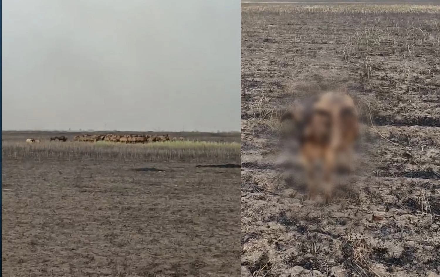 Li Helebceyê 300 serî pez şewitî/Wêne: Rûdaw