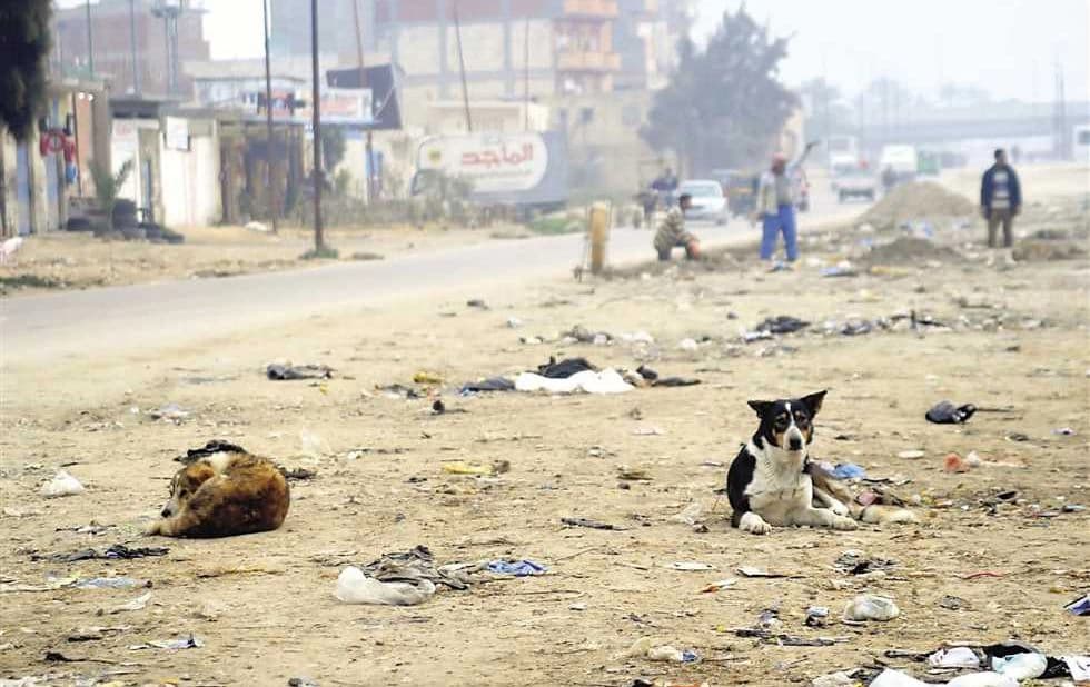 ڤێتێرنەری زیقار دەڵێت، لە هەفتەیەکدا زیاتر لە 600 سەگیان بە ژەهر کوشتووە
