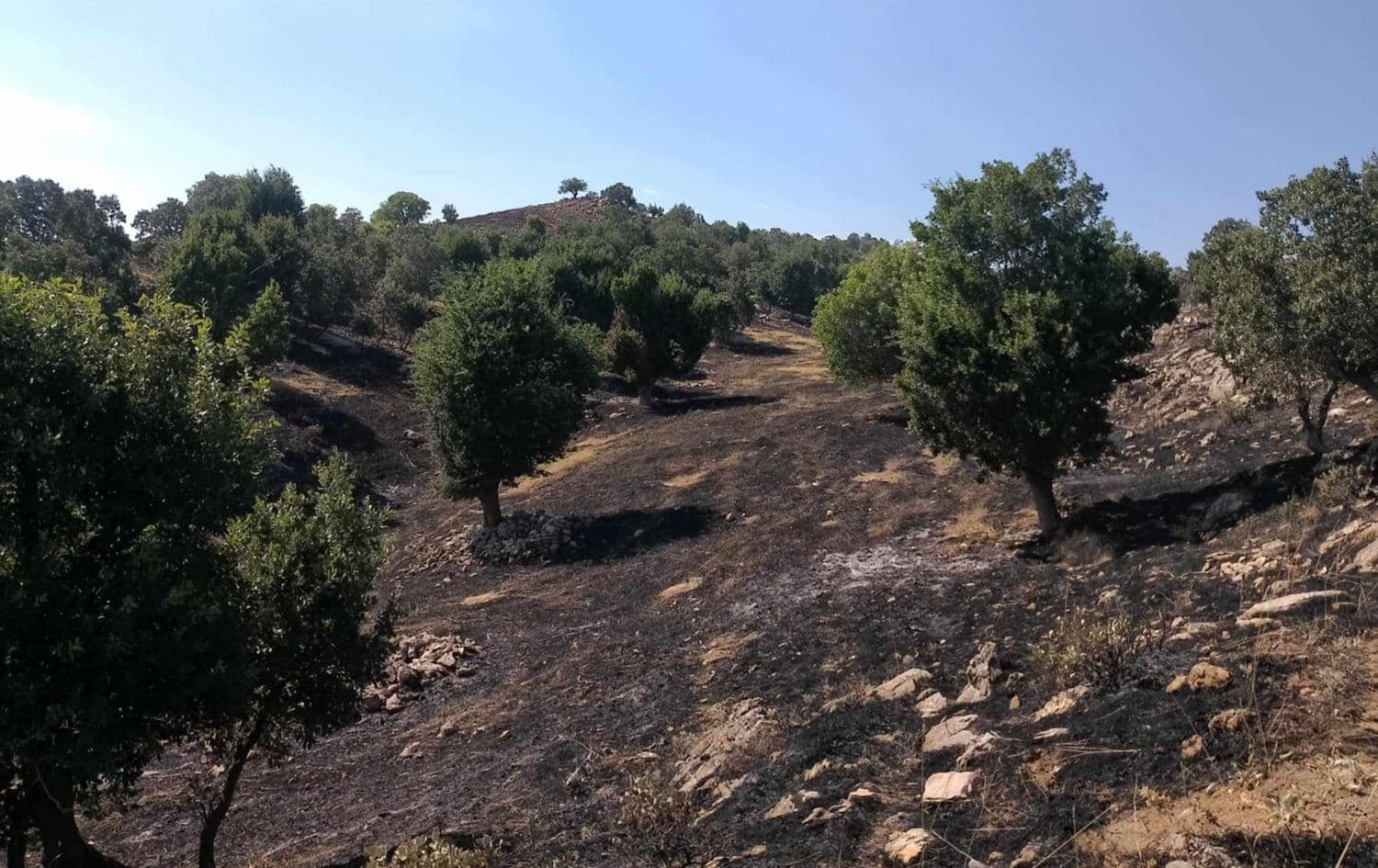 The aftermath of the blaze caused by an unidentified drone strike in Sulaimani's Badana village on July 17, 2024. Photo: Sulaimani Forestry Police/Facebook