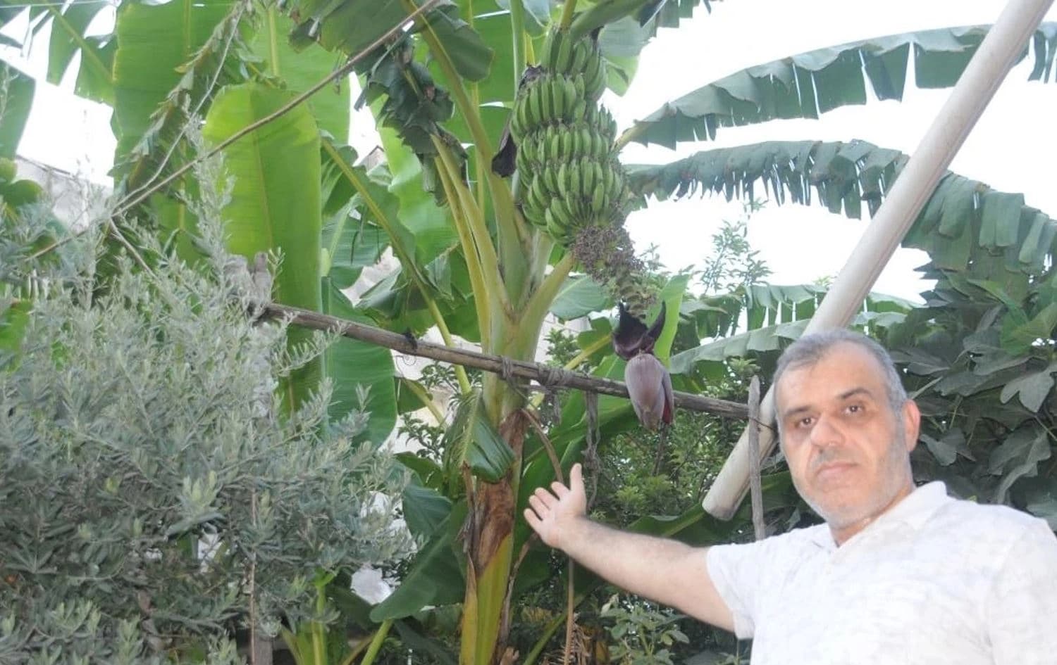 Li Şirnexê tevî keşûhewaya ne guncav muz hatin çandin / Wêne: AA
