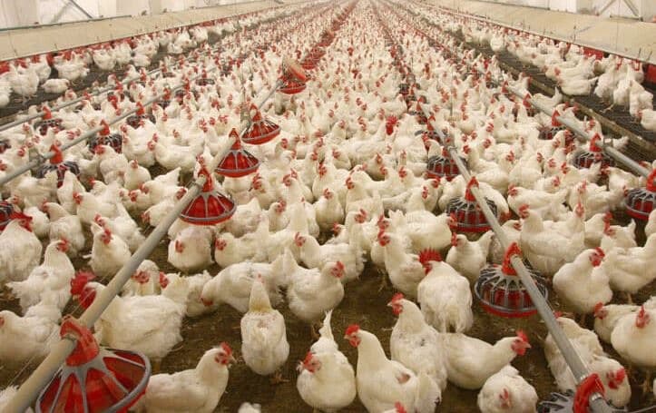 سەندیکای پەلەوەر و گۆشت لە ئێران دەڵێت، بۆ رێکخستنی نرخ لە بازاڕەکانی ناوخۆ و رێگری لە گرانبوونی رایانگرتووە.