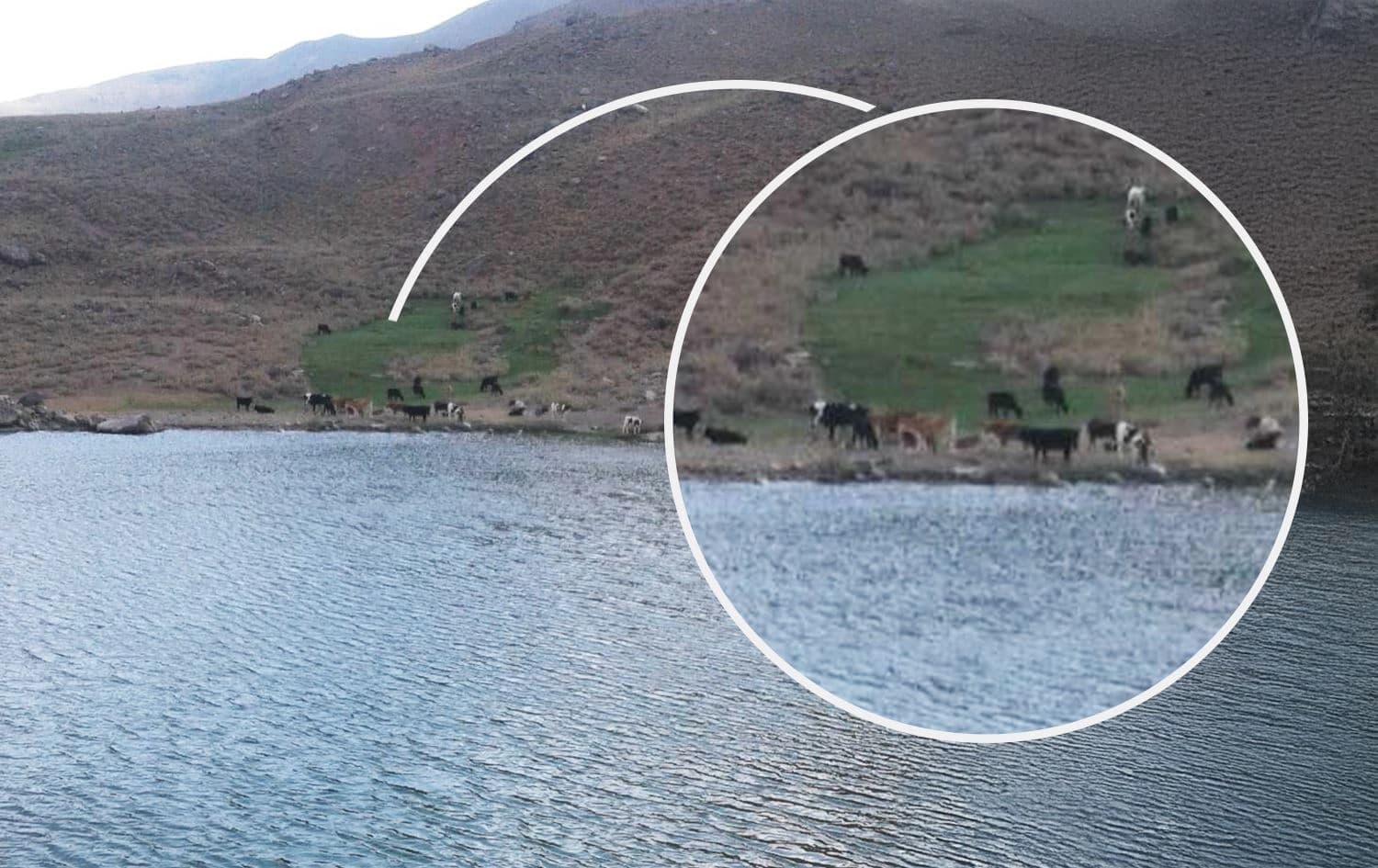 مانگاکانی گوندی گوندەژۆر لەکاتی لەوەڕین