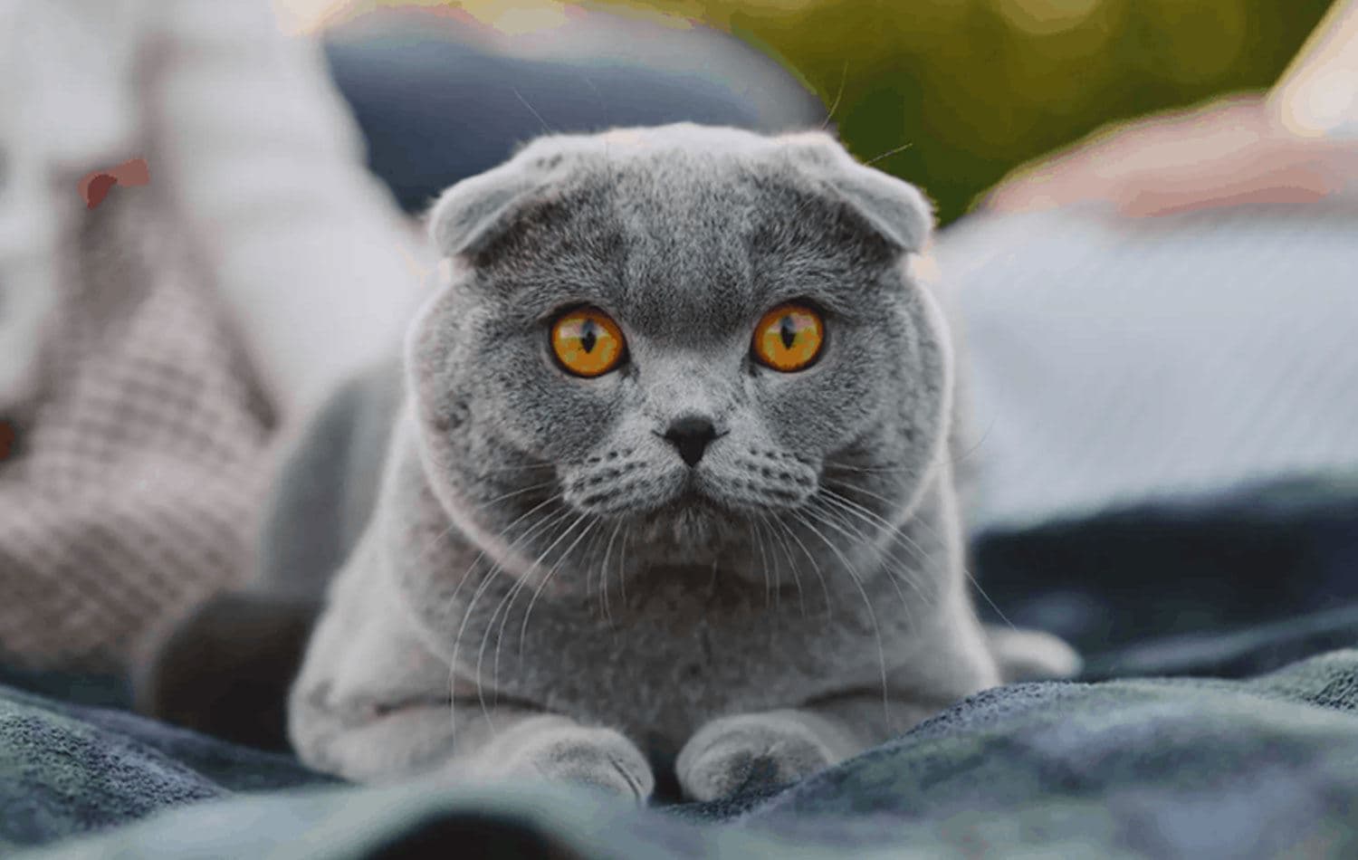 Scottish Fold türü kedi. / Foto: Arşiv