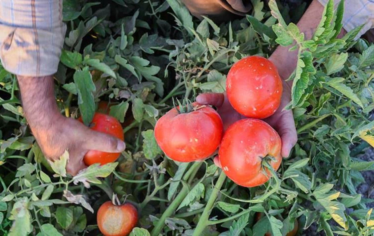 A Kurdish farmer harvests tomatoes in Erbil. Photo: Rudaw/file