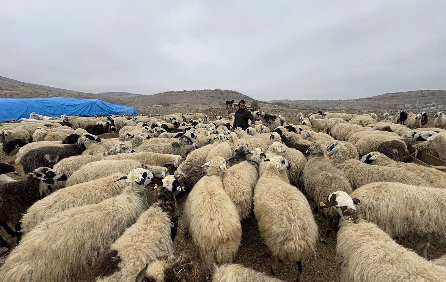 Foto: AA / Arşiv (Hayvan bakıcılığı yapan kardeşlerin hikayesi / Elazığ-Keban)