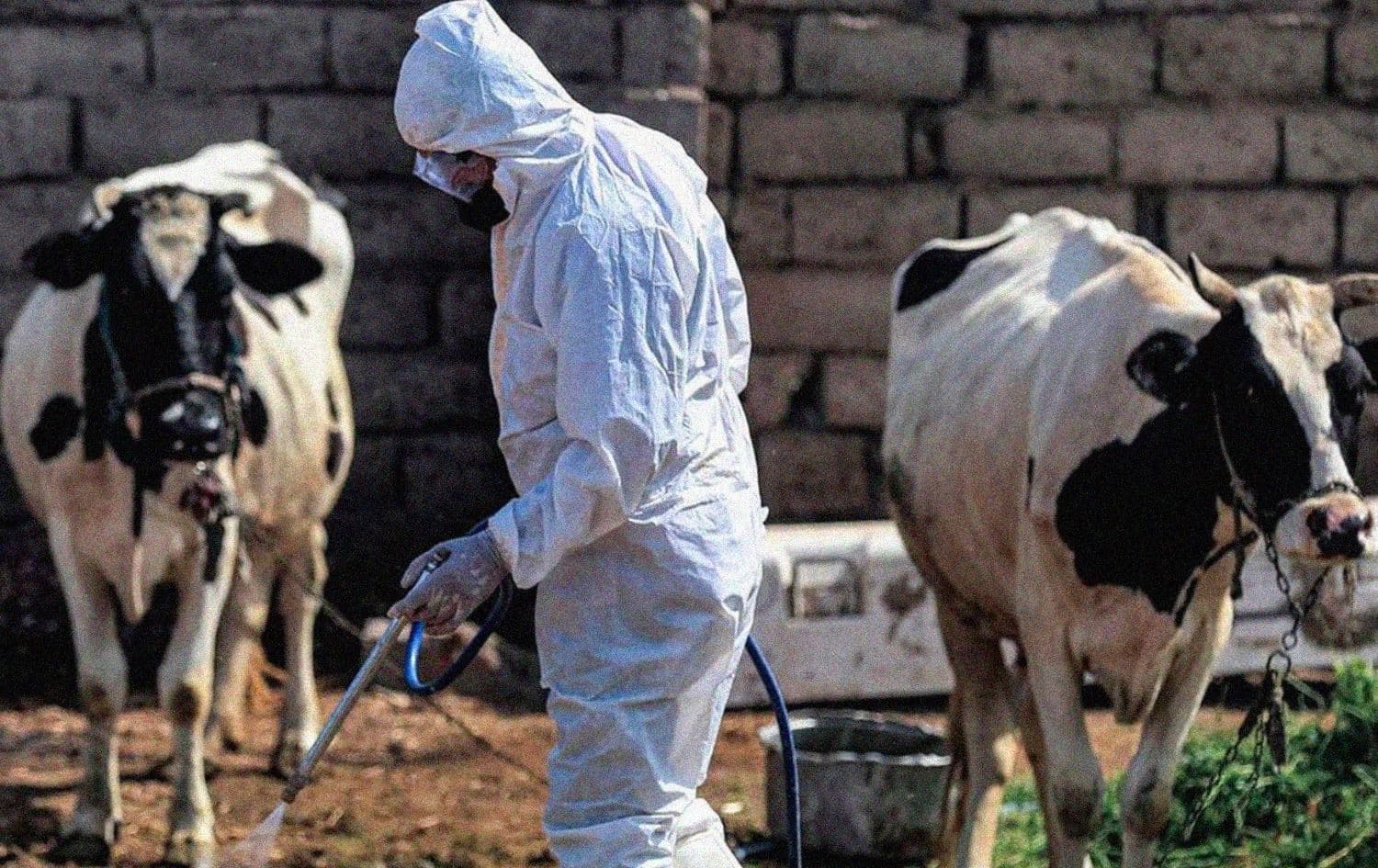 An employee of the Iraqi health ministry's veterinarian department disinfects, as a precaution against the spread of Congo haemorrhagic fever, past cows at a farm in the southwestern Baghdad suburb of al-Bouaitha on May 22, 2023. Photo: AFP