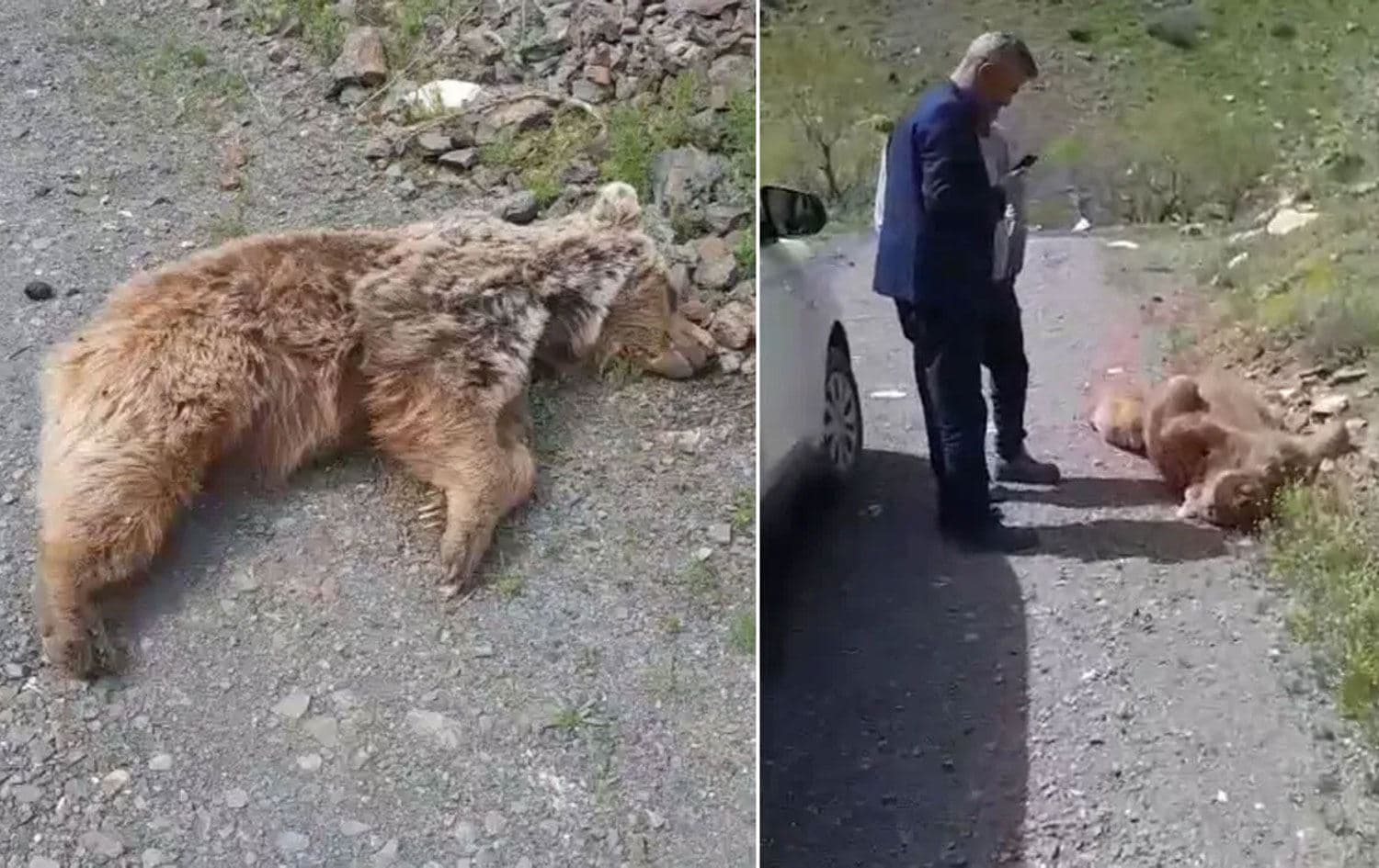 Öen anne ayı ve yavrusu (Foto: Yüksekova Halkın Sesi)