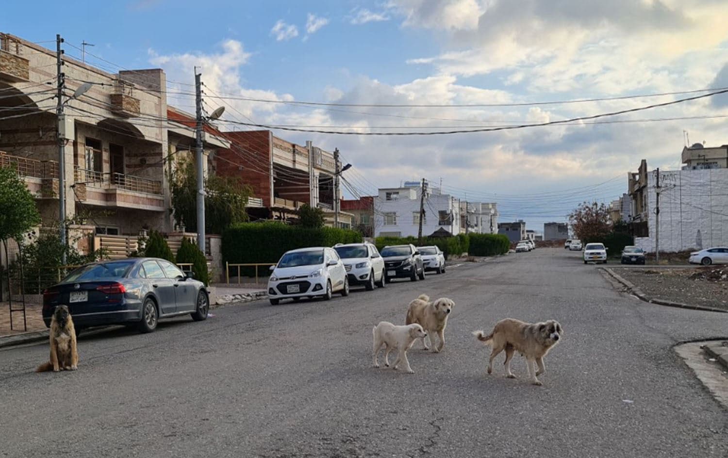 Stray dogs in Erbil. Photo: Bilind T. Abdullah/Rudaw