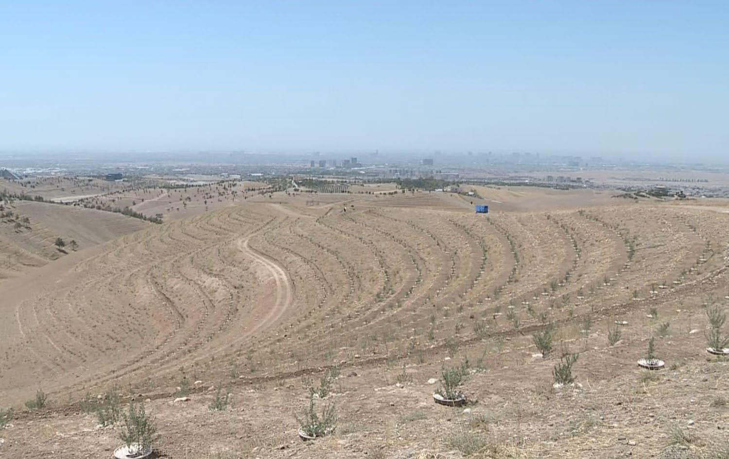 Spanish olive saplings planted in Erbil through an initiative by the Rwanga Foundation, in partnership with GIZ and the agriculture ministry, on May 25, 2025. Photo: Rudaw