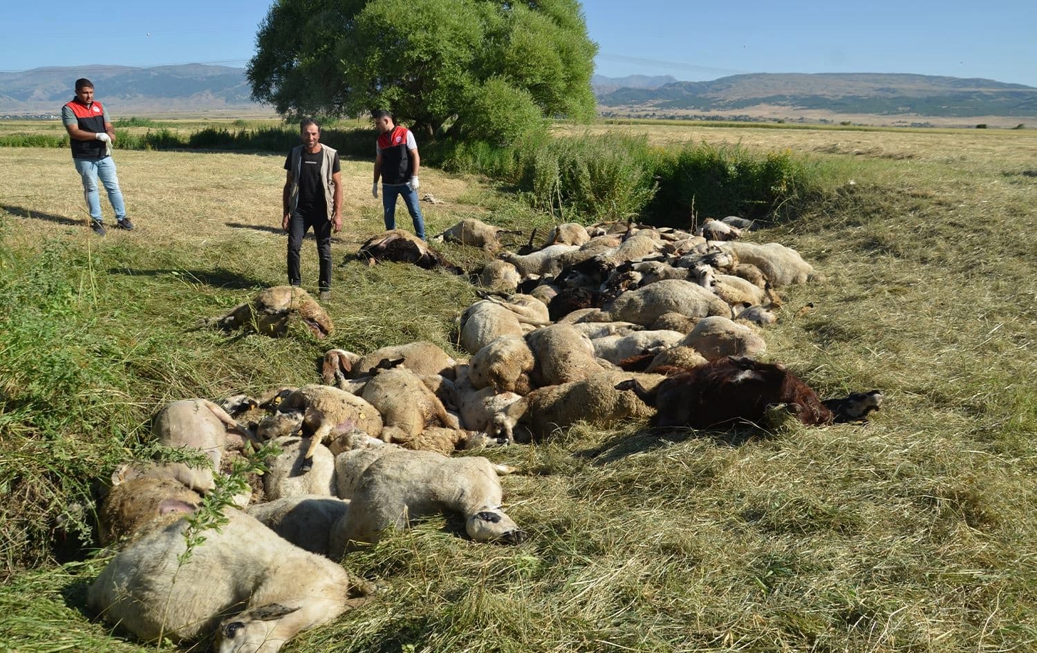 Mêşinên ku mirar bûne /Wêne: AA