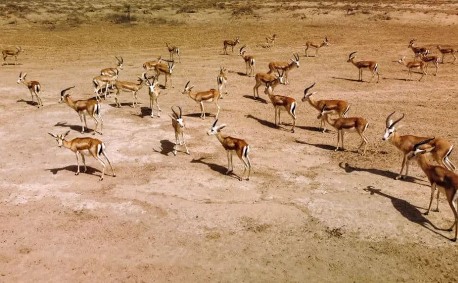 File photo of gazelles. Credit: AFP