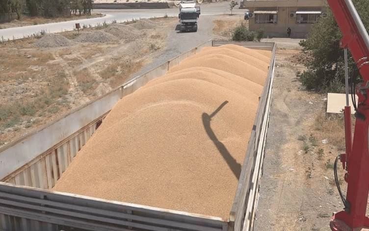 بەرهەمی گەنمی جووتیاران لە کەرکووک.