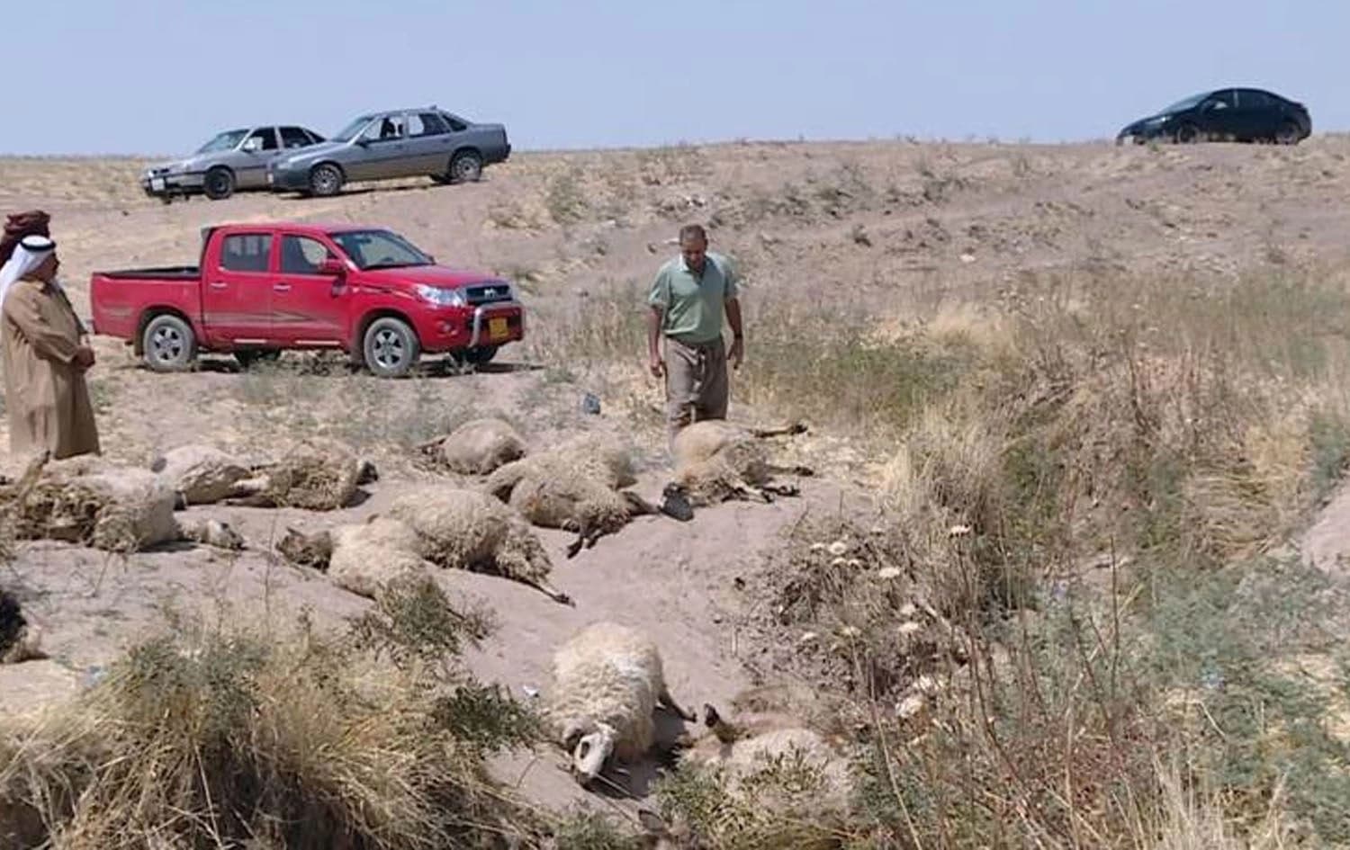 Image shows livestock killed by wolves in the Sheikhan district on August 14, 2025. Photo: Screengrab/Rudaw