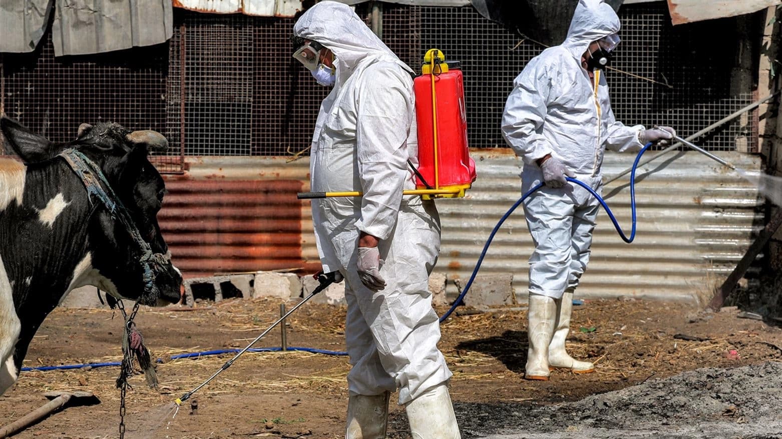 AFP file photo of a medical team from Iraq's Health Ministry disinfecting animals.