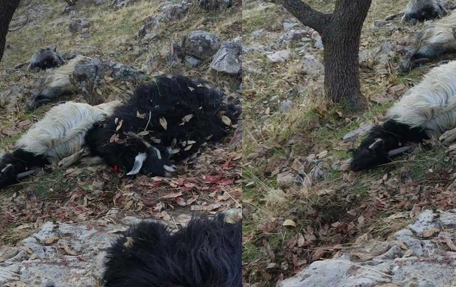 Dead goats lie in the aftermath of a landmine explosion in Pshdar district, Sulaimani, on December 21, 2025. Photo: Submitted