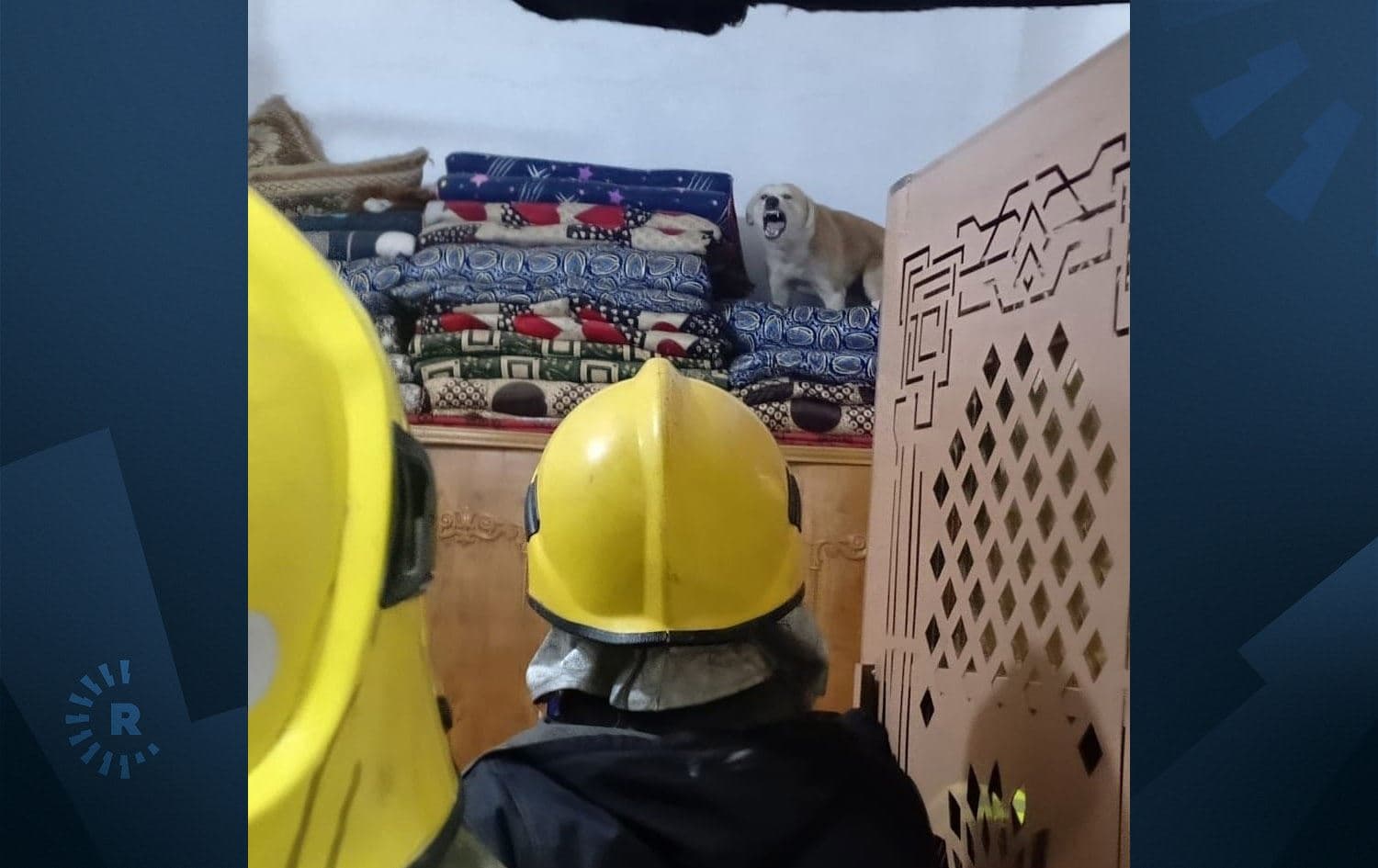 تیمەکان هەوڵی دوورخستنەوەی سەگە هارەکە لەناو ماڵەکەی کەربەلا دەدەن