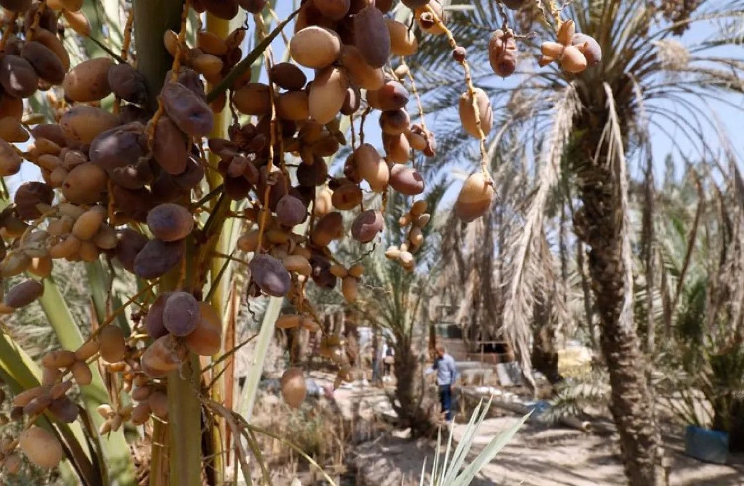 Date palm trees at a farm in the southern Iraqi city of Basra. AFP file photo