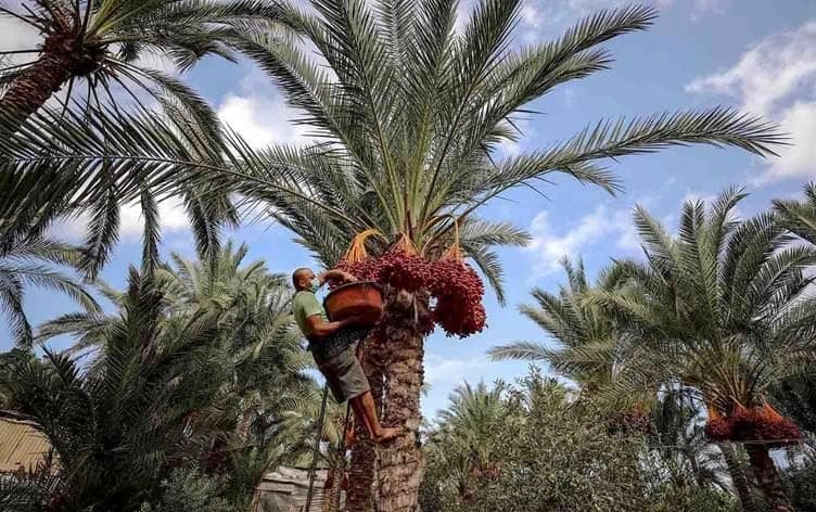 دارخورما