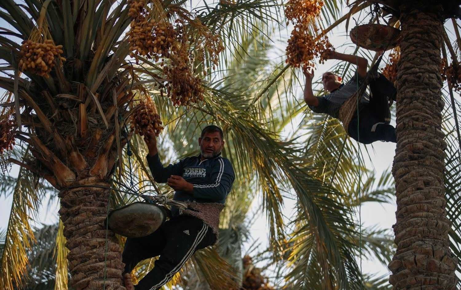 An undated photo of Iraqi farmers climbing palm trees during date harvest season in Iraq’s al-Qasim district south of Babylon. File photo: AFP