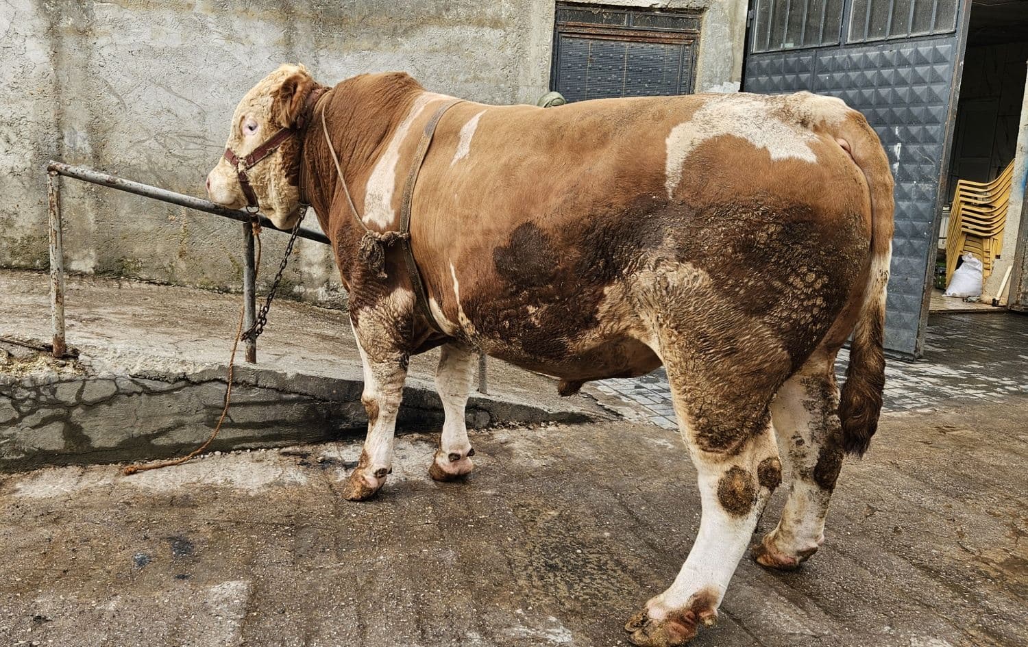 Conega Behrî / Wêne: AA