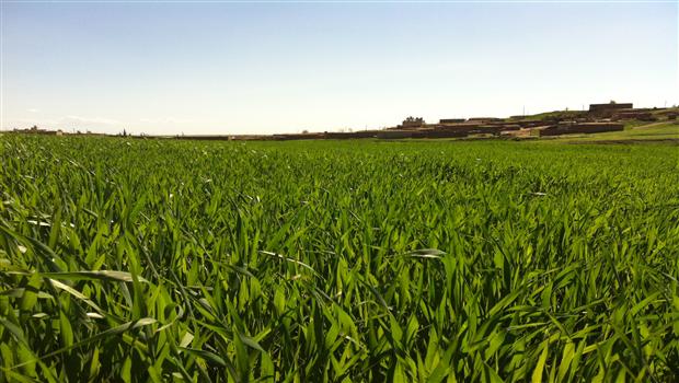 buhara gundê girkendal ê rojavayê kurdistan