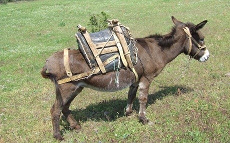 Sevgililer Günü için "eşek semeri" aldı